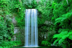 Ingo land: Atherton Tableland - Millaa Millaa Falls; Klicken Sie auf das Bild um eine vergrerte Ansicht sehen zu knnen.