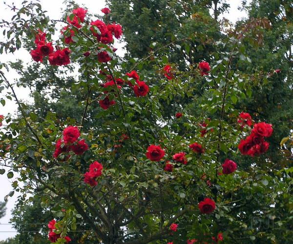 P9300001.JPG - rote Rosen