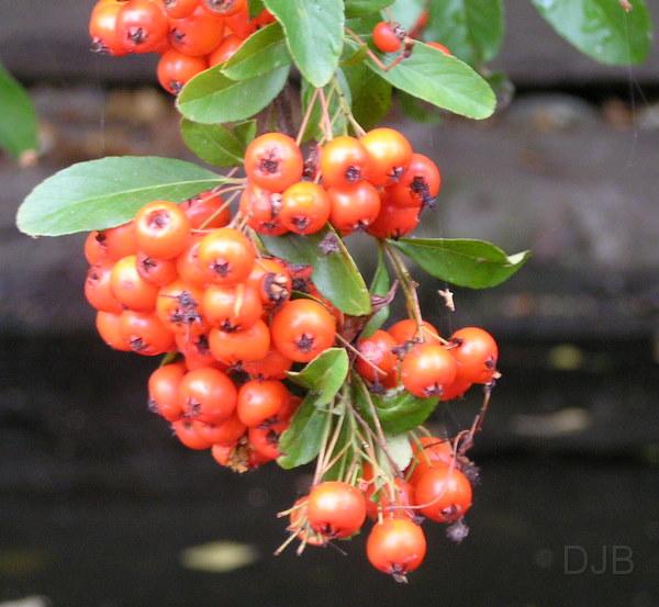 P9300004.JPG - wilde Beeren...